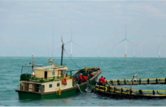 China’s first “offshore wind power + marine pasture” demonstration area have results! Create a world-wide pioneer in anti typhoon aquaculture